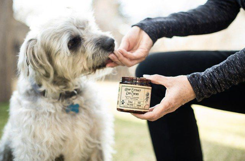 How To Treat Your Dog For Good Behavior In This Pandemic