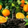 sweet orange essential oil